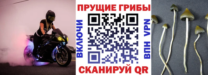 закладка Старая Купавна Галлюциногенные грибы мицелий
